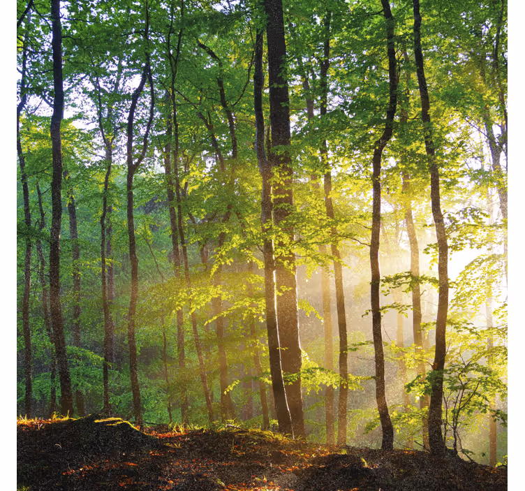 Toile fenêtre arbre lumière naturelle en forêt - TenStickers