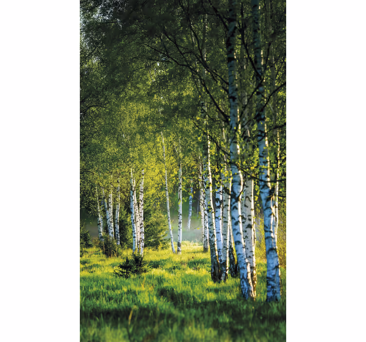 Toile fenêtre arbre bosquet de bouleaux moderne - TenStickers