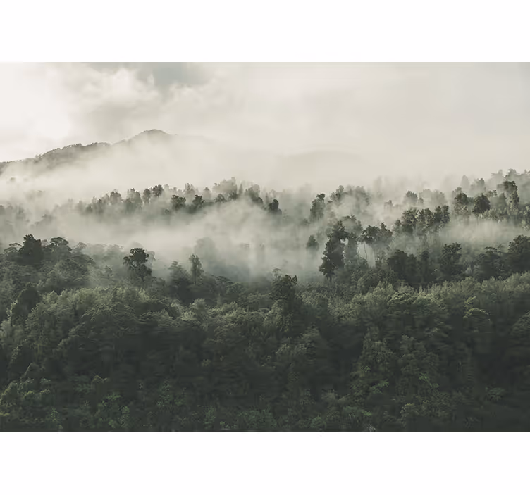 Toile fenêtre cuisine forêt avec brouillard d'en haut - TenStickers