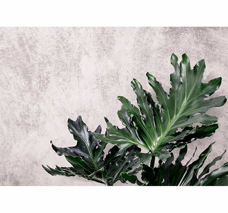 Toile fenêtre cuisine feuilles vertes sur fond béton - TenStickers