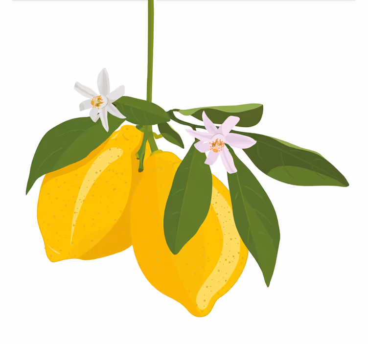 Toile fenêtre cuisine arbre à citron - TenStickers