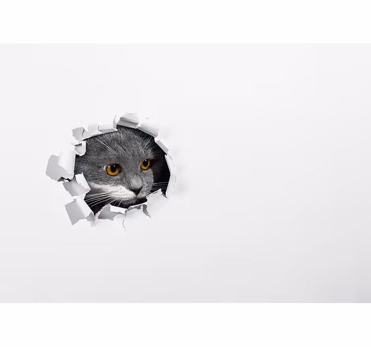 Toile blanche fenêtre chat mignon - TenStickers