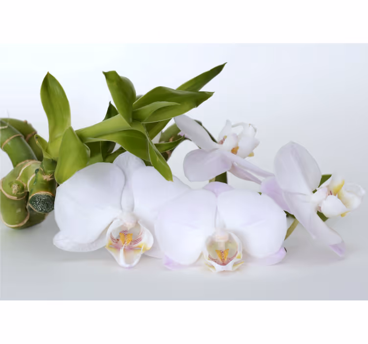 Toile blanche fenêtre orchidée verte et blanche - TenStickers