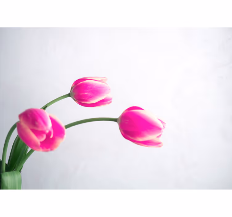 Toile blanche fenêtre trois tulipes fond blanc - TenStickers