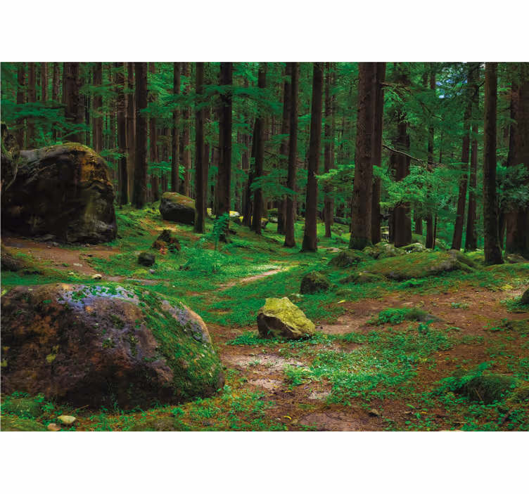 Toile fenêtre salon forêt verte avec arbres - TenStickers