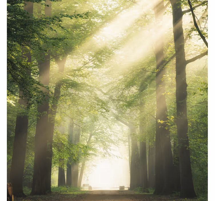 Toile fenêtre salon forêt verte avec le soleil - TenStickers