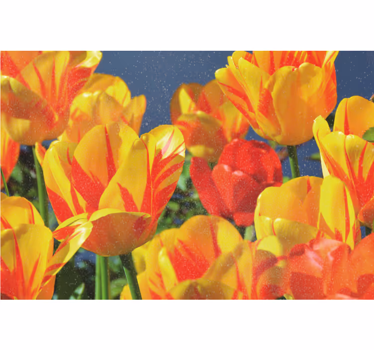 Toile fenêtre salon tulipes rouges et jaunes - TenStickers