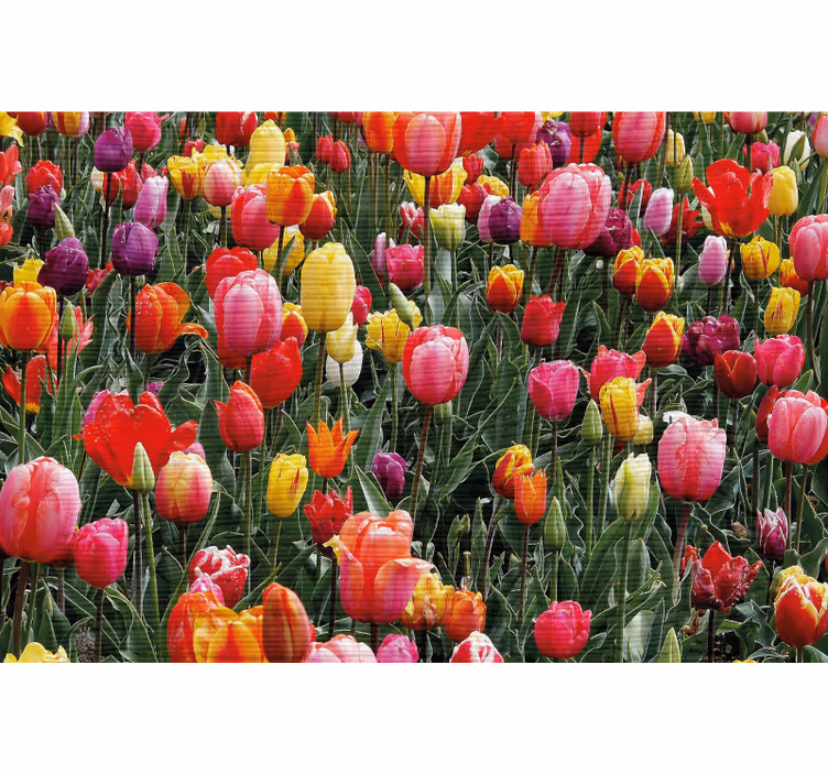 Toile fenêtre salon tulipes multicolores dans un champ - TenStickers