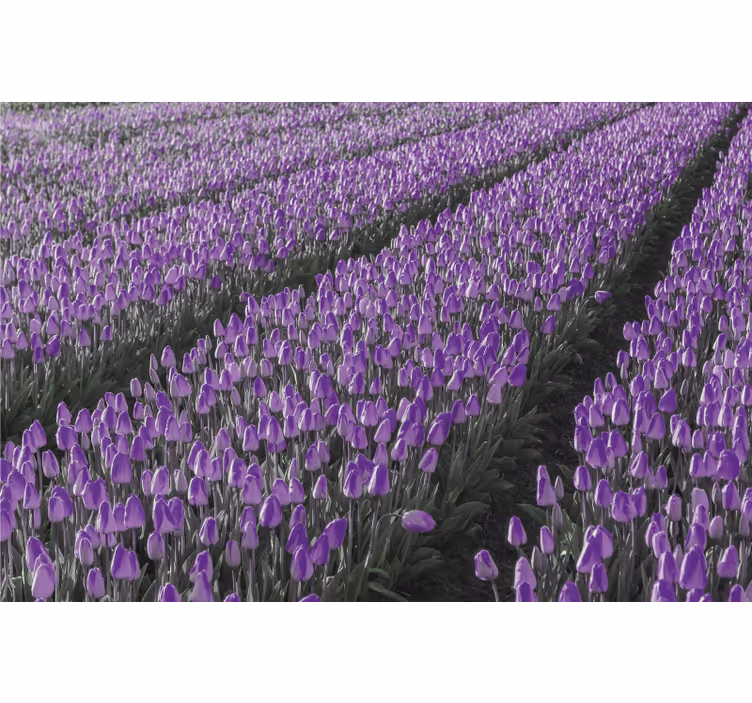 Toile fenêtre salon champ de tulipes - TenStickers