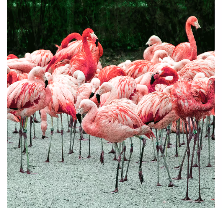 Toile fenêtre salon flamants roses sur l'eau - TenStickers