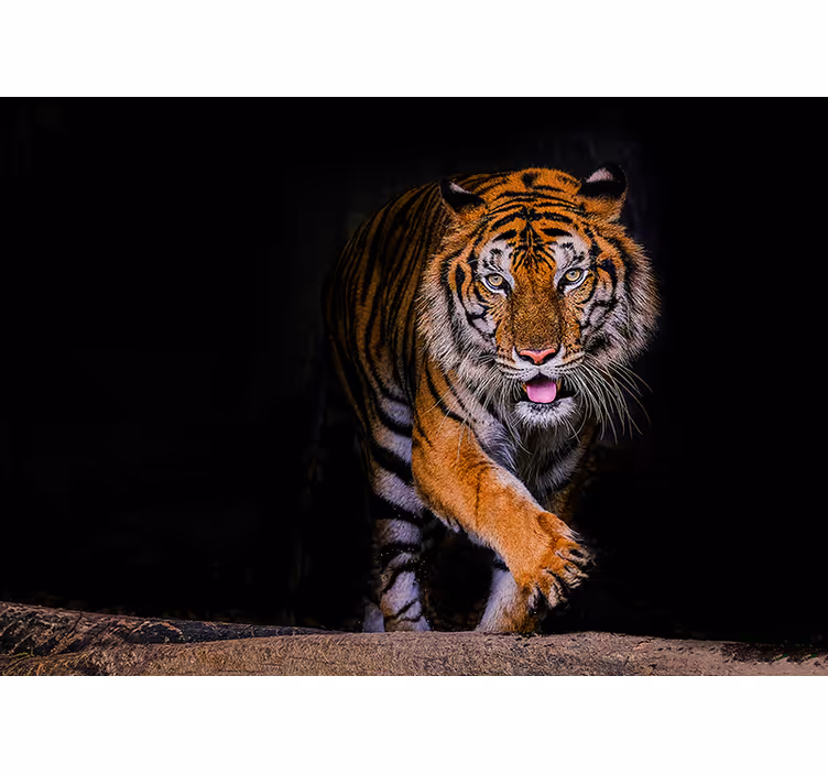 Toile noire fenêtre tigre - TenStickers