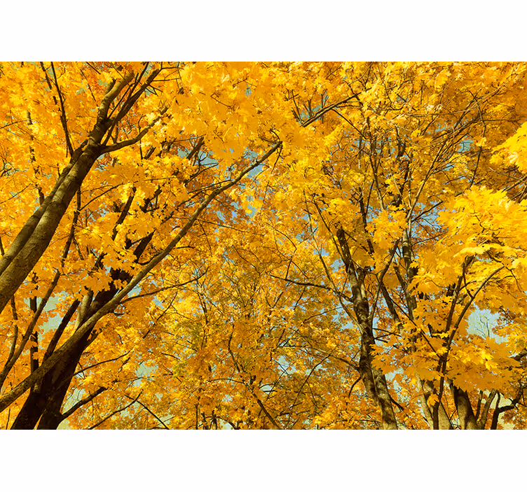 Toile fenêtre jaune feuilles d'automne jaunes - TenStickers