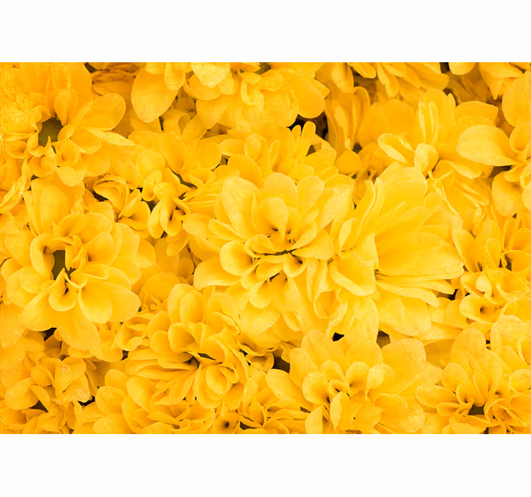 Toile fenêtre jaune pétales de fleurs - TenStickers