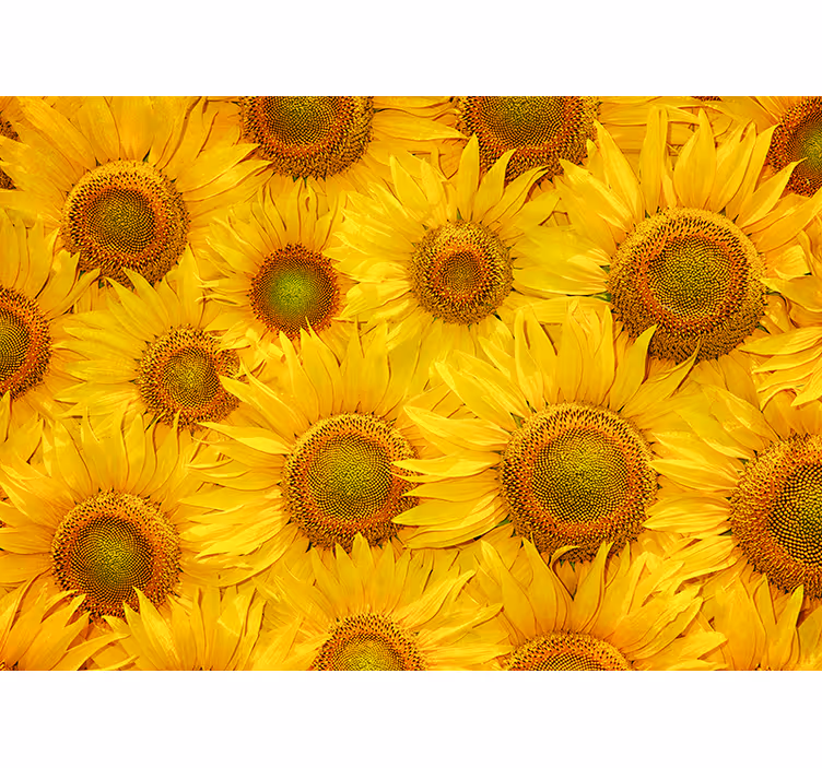Toile fenêtre jaune tournesols - TenStickers