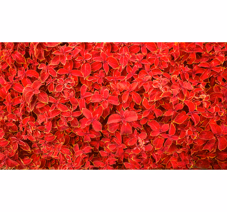 Toile fenêtre rouge motif pétales - TenStickers