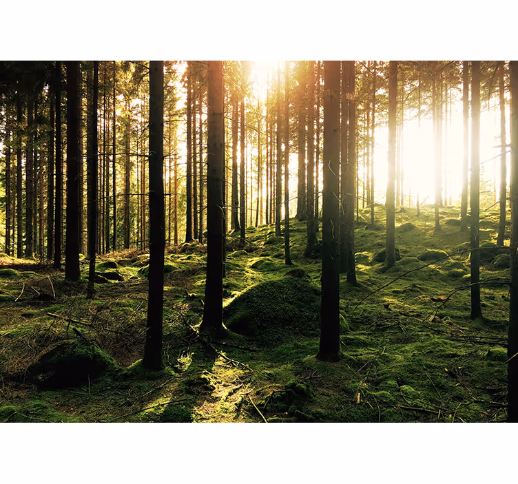 Toile fenêtre salon forêt ensoleillée - TenStickers