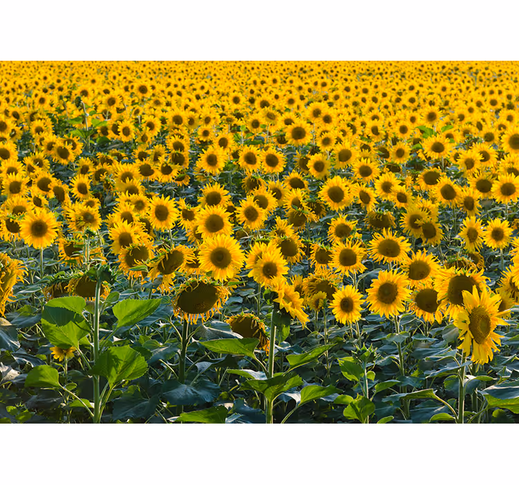 Toile fenêtre salon champ de tournesols au coucher de soleil - TenStickers