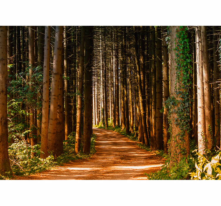 Toile fenêtre salon chemin forestier 3d - TenStickers