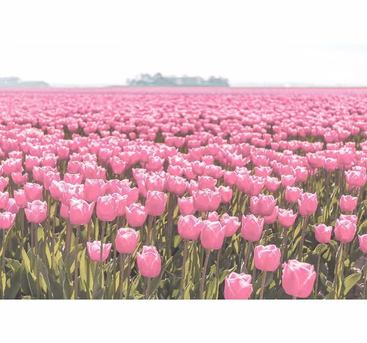 Toile fenêtre salon champ de tulipes roses différentes - TenStickers