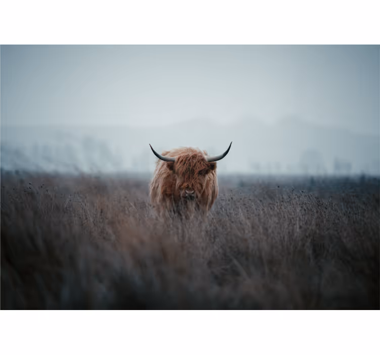 Toile fenêtre salon vache des highlands - TenStickers