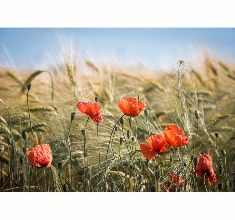 Toile fenêtre salon coquelicots dans le blé d'été - TenStickers