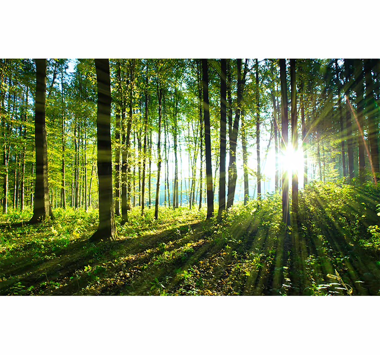 Toile fenêtre salon paysage forestier avec reflet lumineux - TenStickers