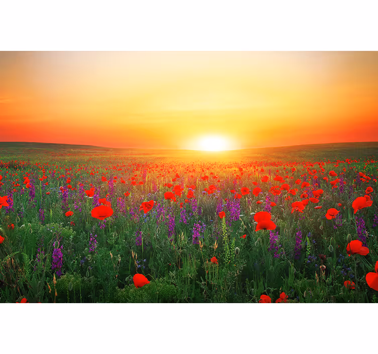 Toile fenêtre salon champ de coquelicots au soleil - TenStickers