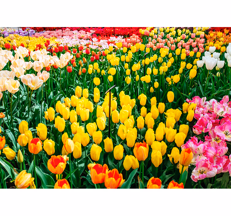 Toile fenêtre salon fleurs de tulipes - TenStickers