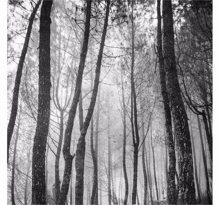 Toile fenêtre salon forêt brumeuse vue du ciel - TenStickers
