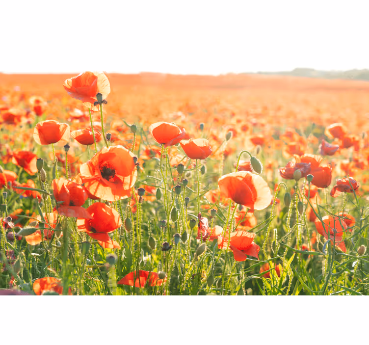Toile fenêtre salon coquelicots rouges sur champ ensoleillé - TenStickers