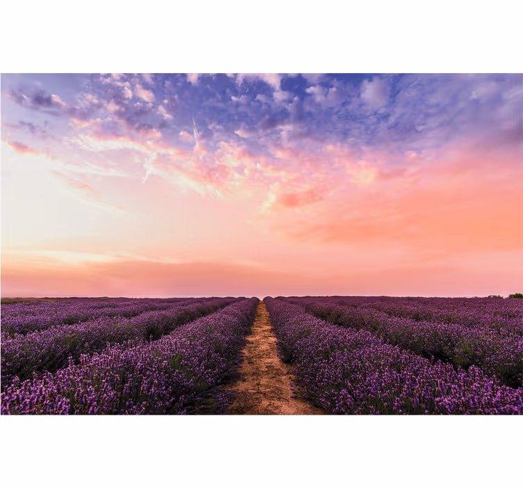 Toile fenêtre salon fleurs de lavande en france - TenStickers