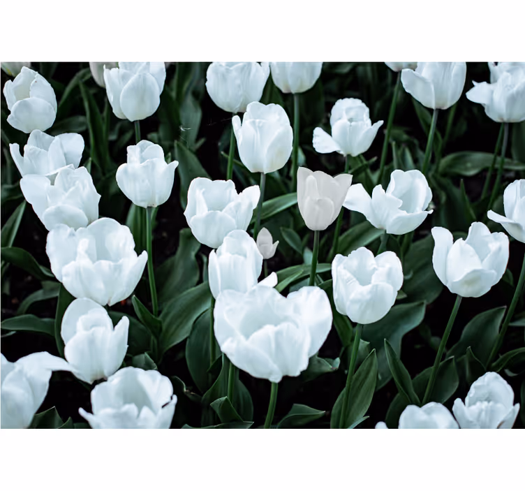 Toile fenêtre salon tulipes blanches - TenStickers