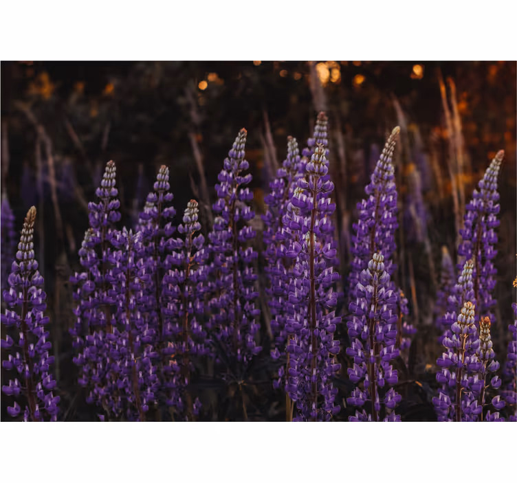 Toile fenêtre salon forêt ravivée par des fleurs violettes - TenStickers