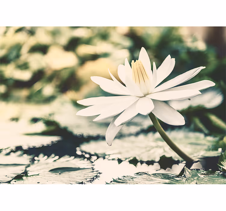 Toile fenêtre salon lotus blanc sur lac - TenStickers