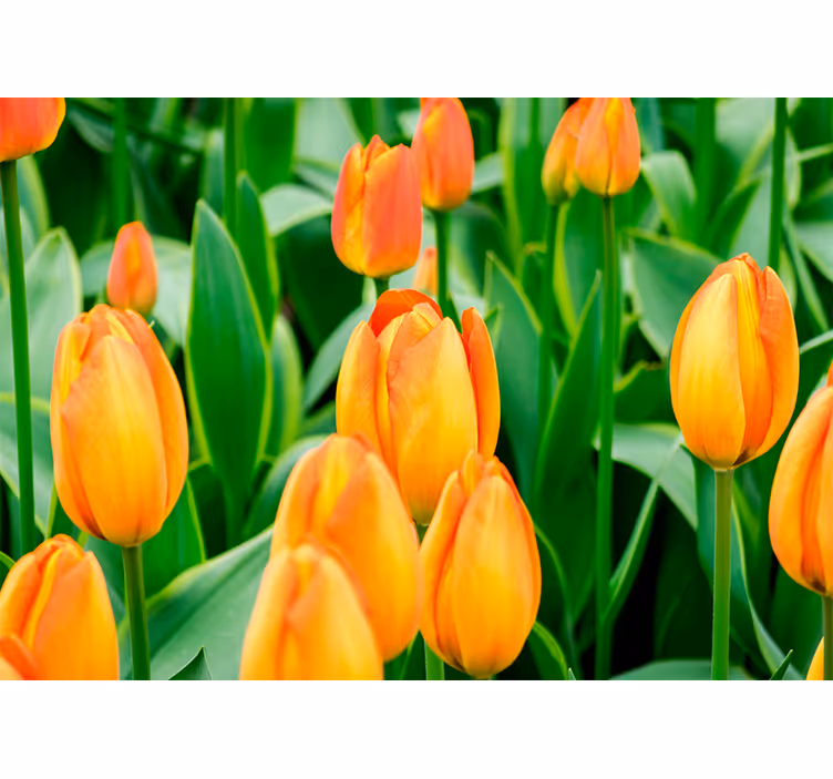 Toile fenêtre salon fleurs tulipes orange - TenStickers