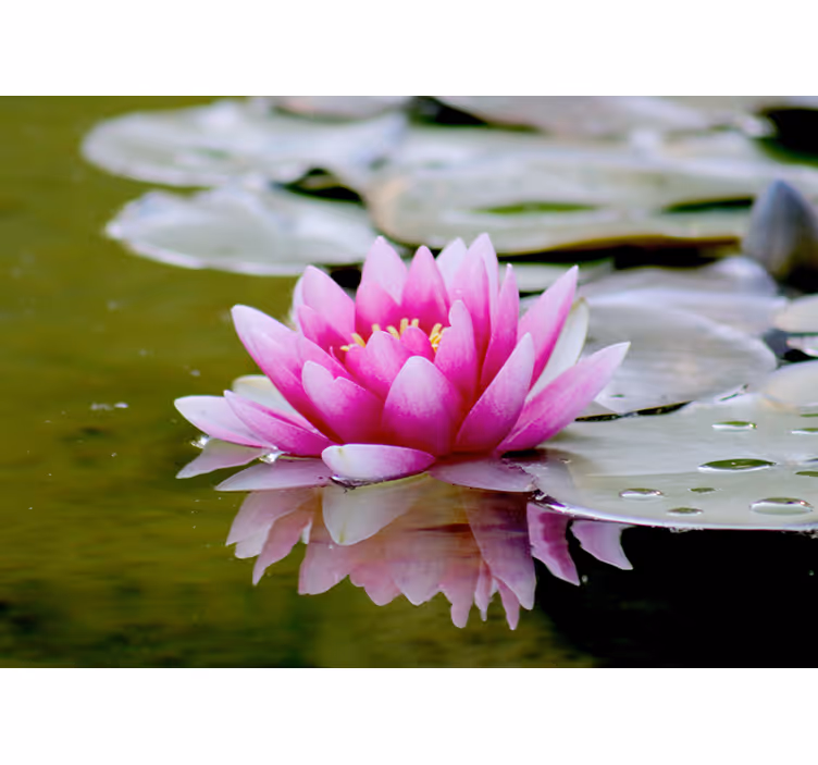 Toile fenêtre salon fleur de lotus zen rose - TenStickers