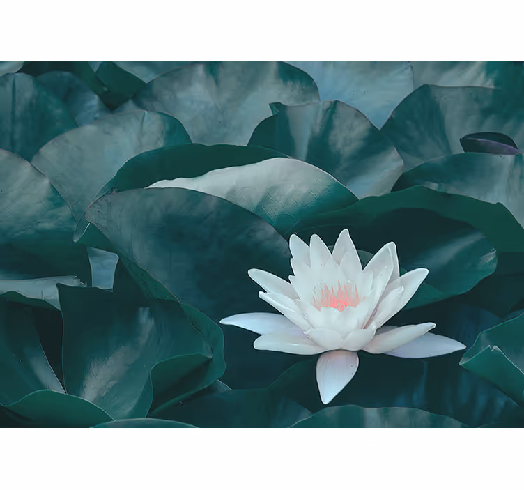 Toile fenêtre salon fleur de lotus blanche zen - TenStickers