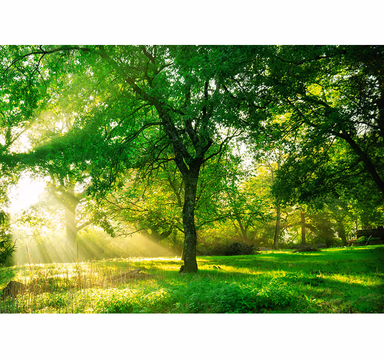 Toile fenêtre salon forêt lumineuse verte - TenStickers