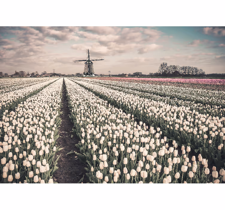 Toile fenêtre salon champ de tulipes et moulin - TenStickers