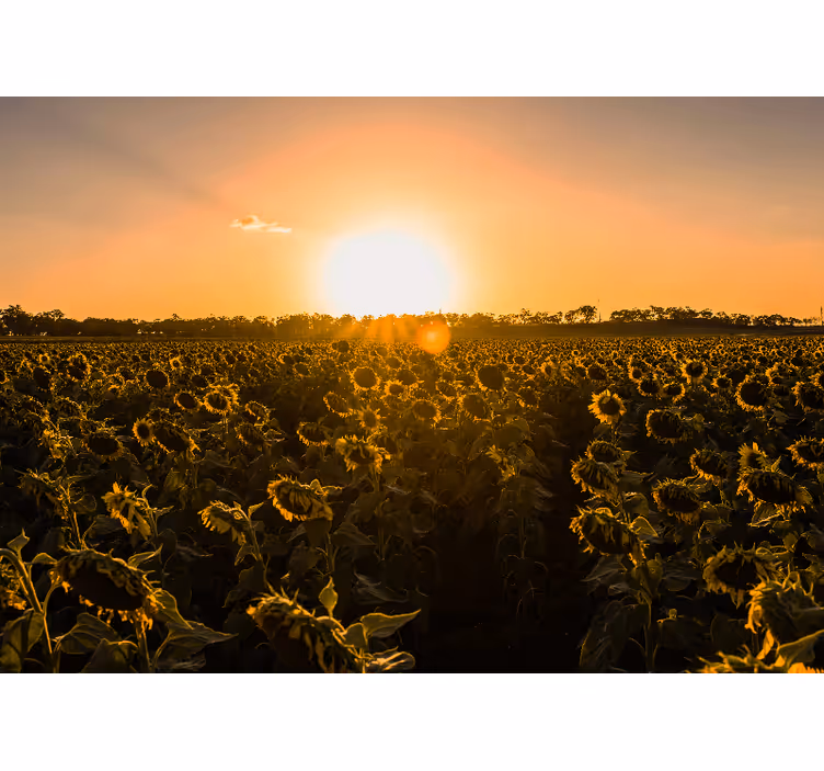 Toile fenêtre salon champ de tournesols au lever du soleil - TenStickers
