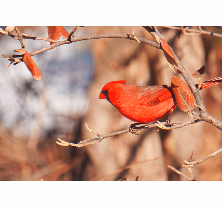 Toile fenêtre salon oiseau rouge dans les feuilles - TenStickers