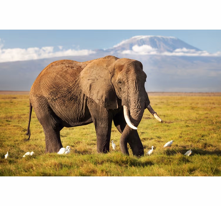 Toile fenêtre salon éléphant du kilimandjaro - TenStickers