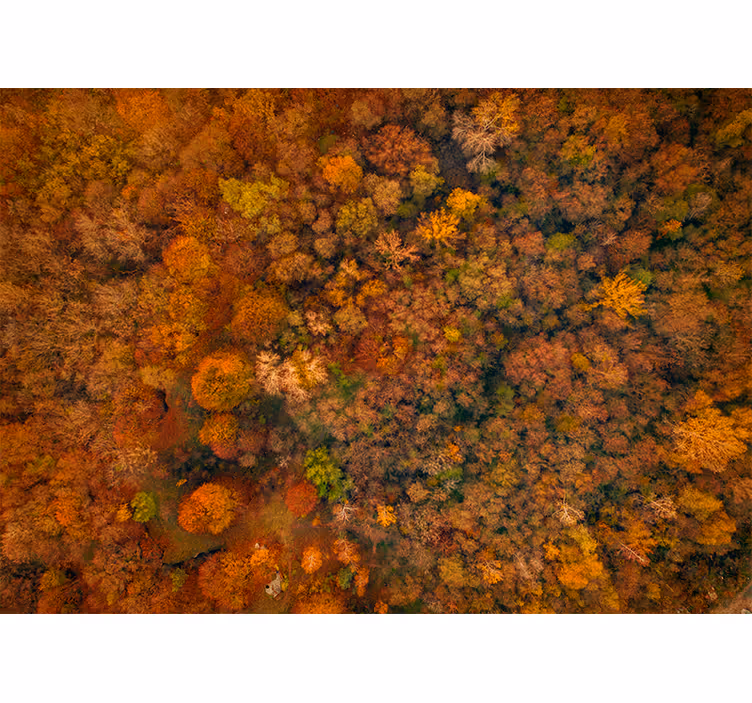 Toile fenêtre salon arbres magnifiques couleurs esthétiques - TenStickers