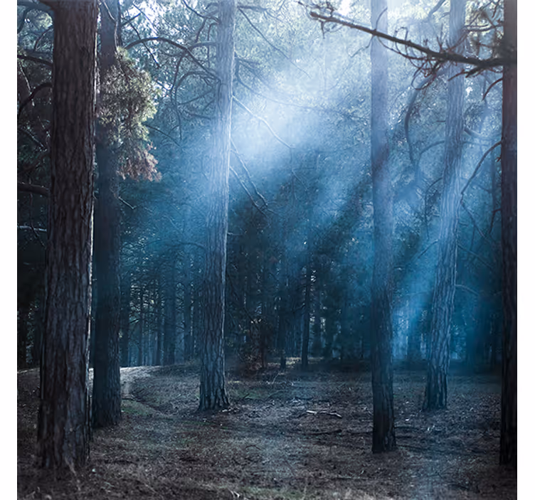 Toile fenêtre salon nature crépuscule en forêt - TenStickers