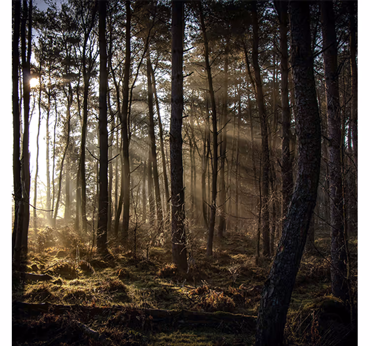 Toile fenêtre salon lever de soleil en forêt - TenStickers
