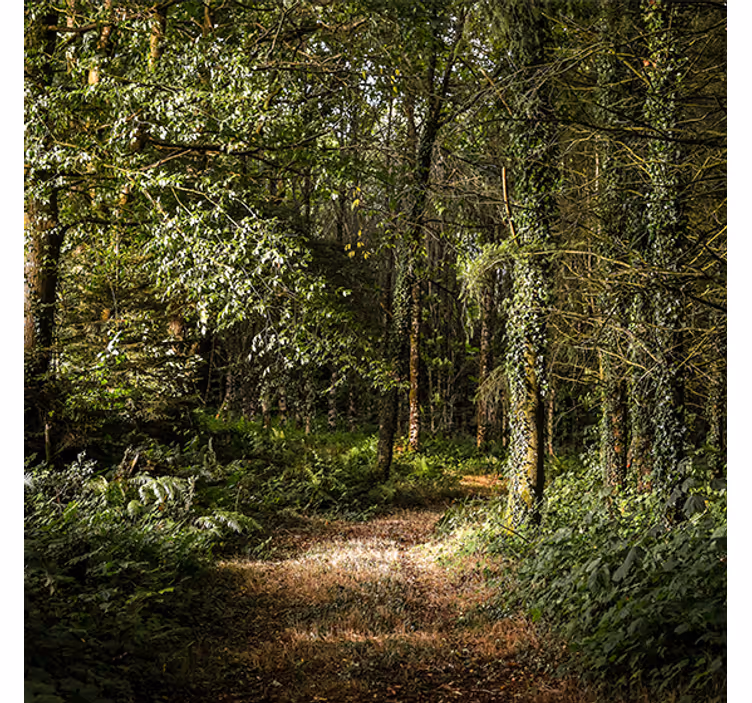 Toile fenêtre salon chemin feuillu en forêt - TenStickers