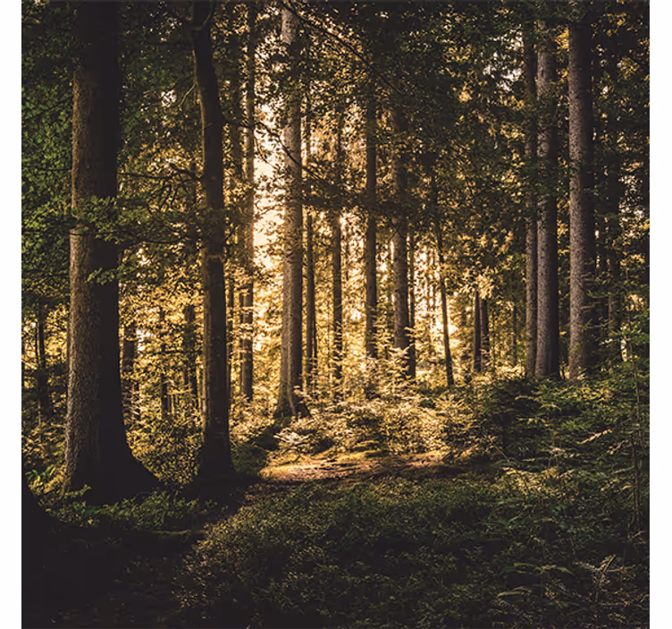 Toile fenêtre salon forêt de midi nature - TenStickers