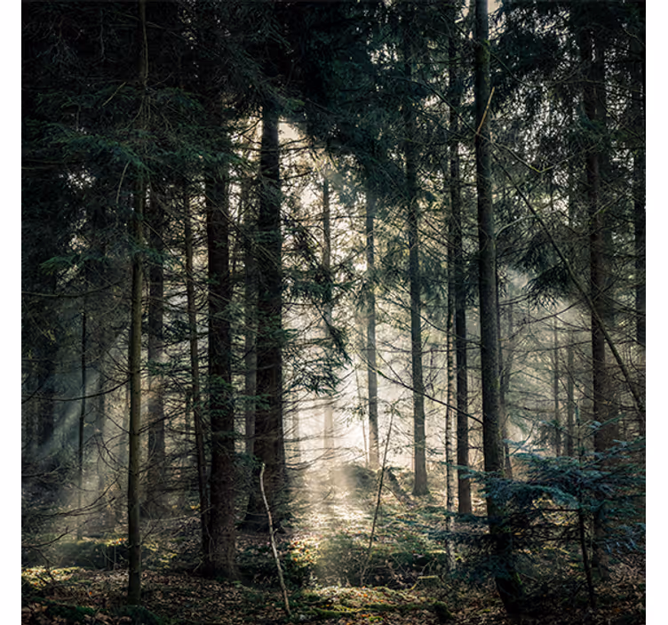 Toile fenêtre salon forêt "nature" aux teintes sombres - TenStickers