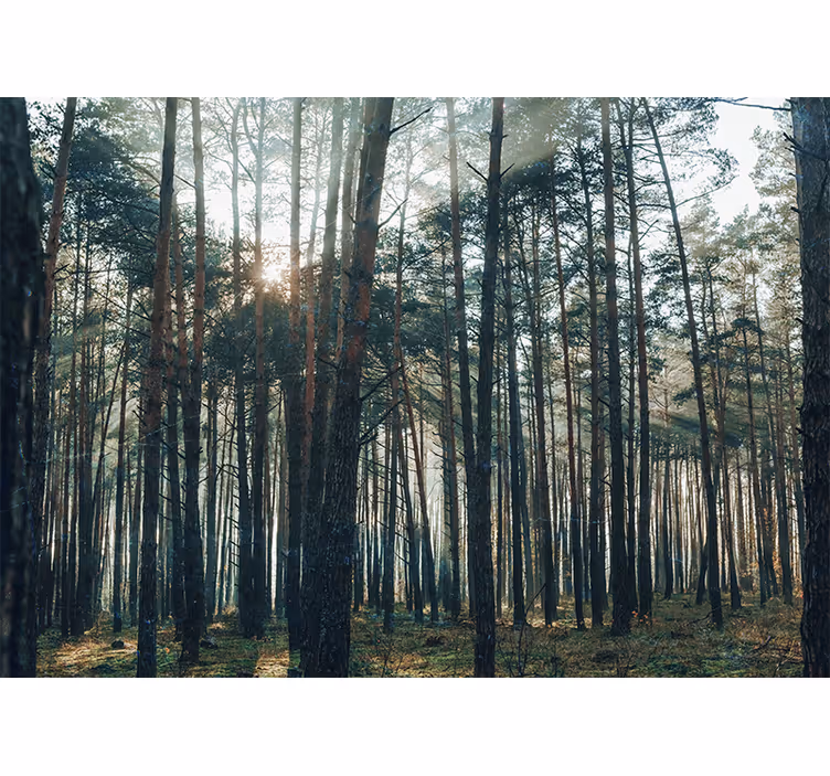 Toile fenêtre salon design forêt de pins magnifique - TenStickers