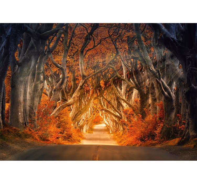Toile fenêtre salon vue magnifique chemin forestier - TenStickers